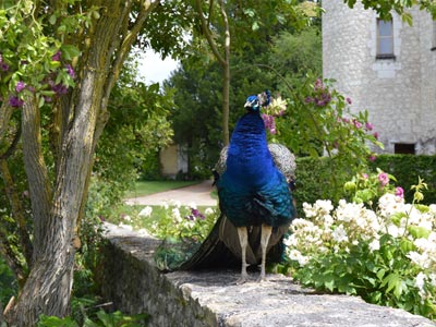 Loire Valley local Area