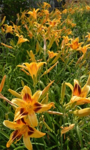 Dates and booking at Moulin de Maulne