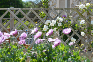 Rosiers sur treillis de la terrasse