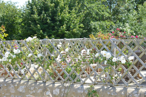 Rossiers sur le treillis de la terrasse