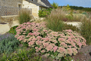 Vue massifs de fleurs